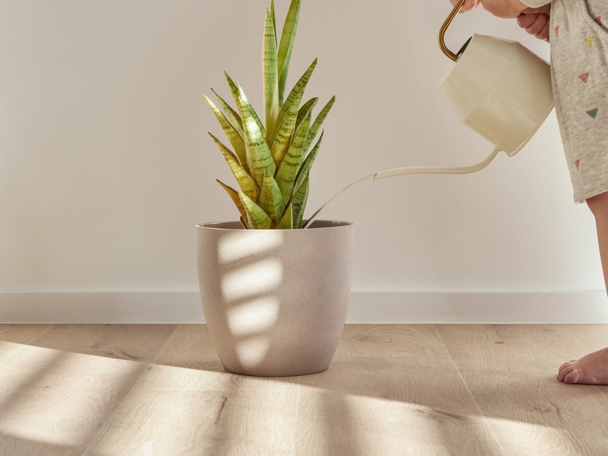 Vinylová podlaha lepená COREtec Flexile 1200 Forest