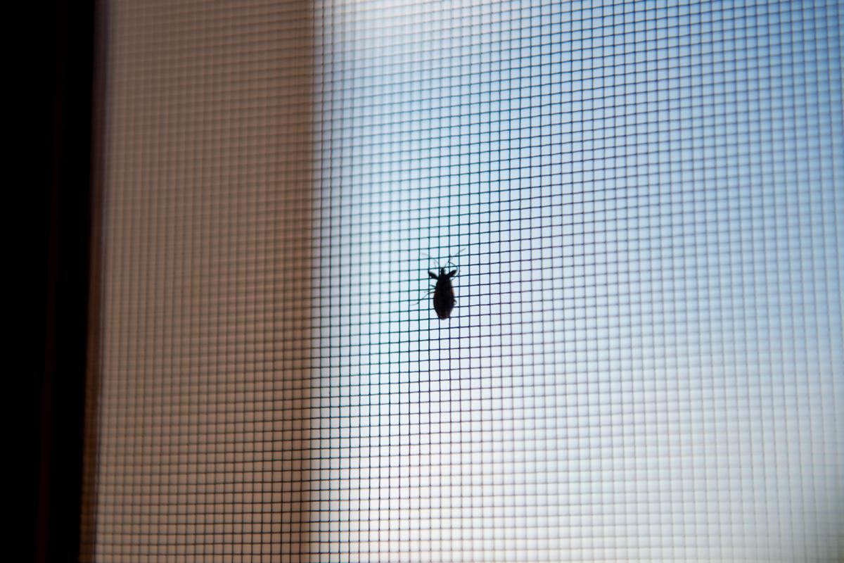 Síťovina zesílená